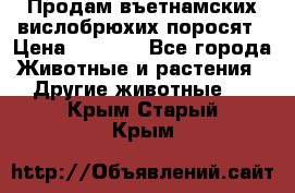 Продам въетнамских вислобрюхих поросят › Цена ­ 2 500 - Все города Животные и растения » Другие животные   . Крым,Старый Крым